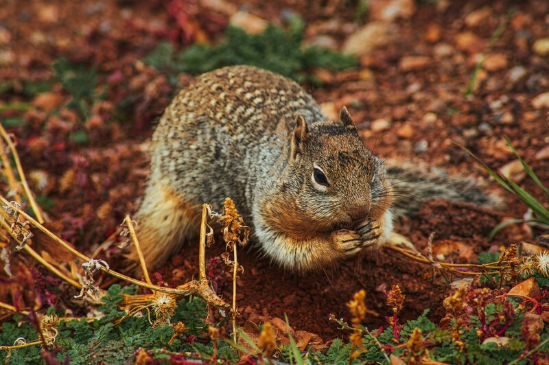 Squirrel eating on the ground