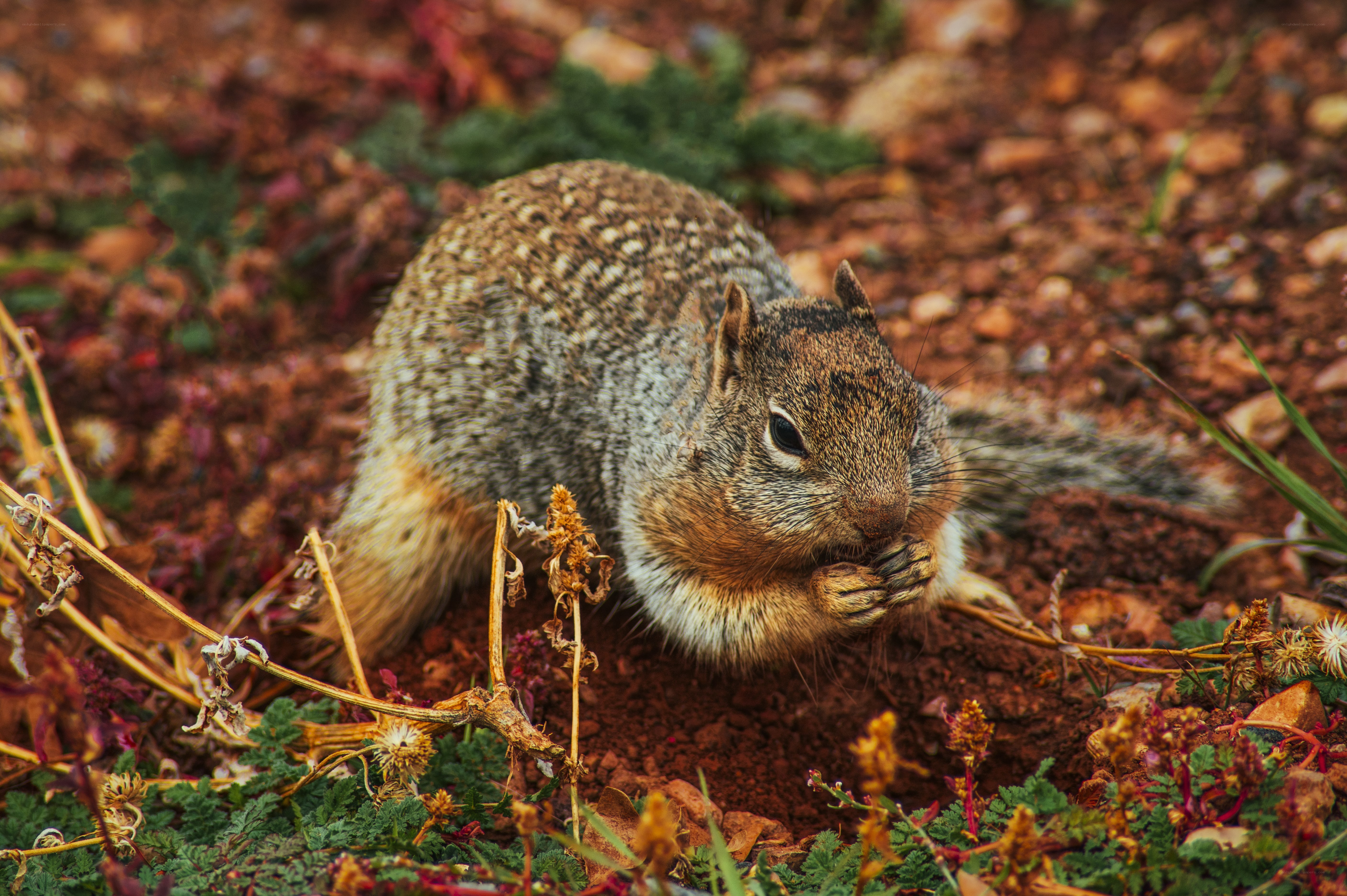 Squirrel eating on the ground