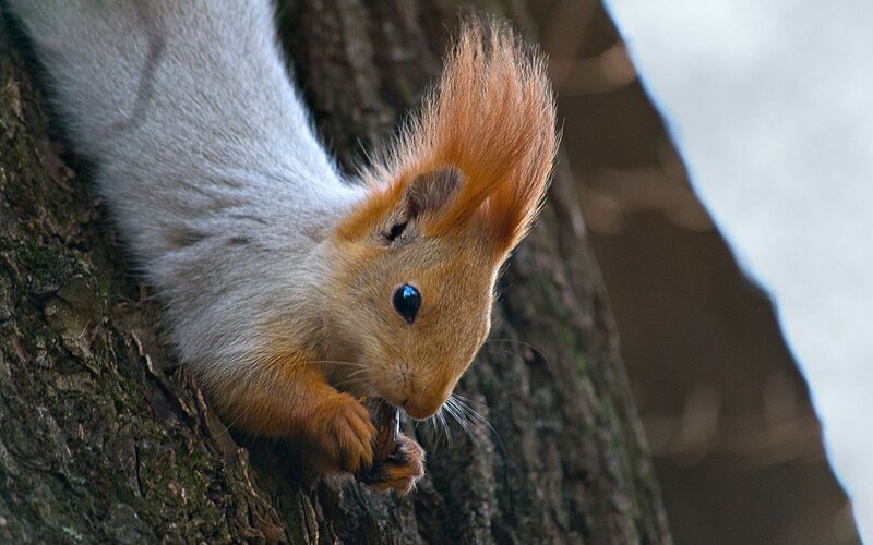 squirrel eating on tree