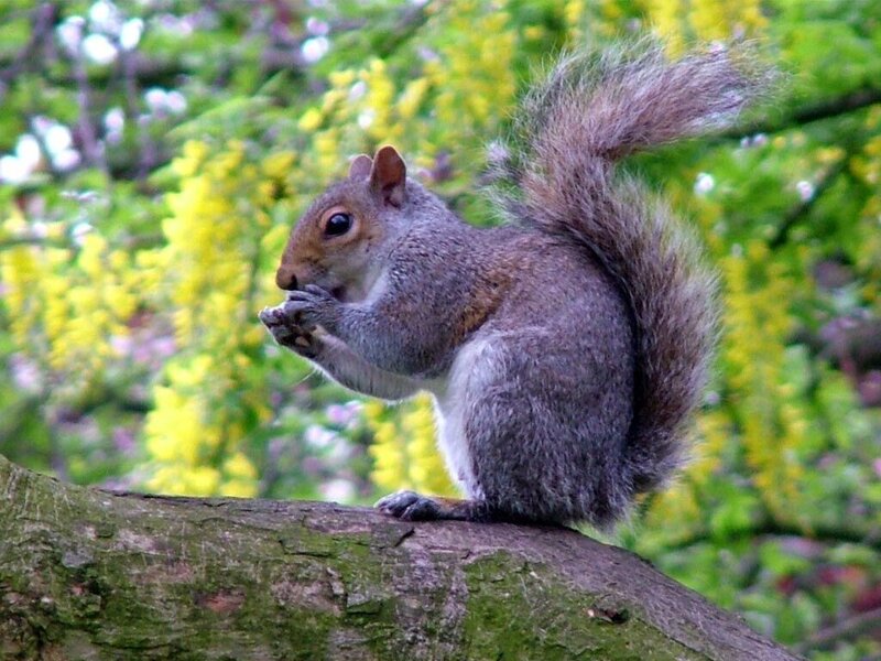 squirrel eating on tree branch