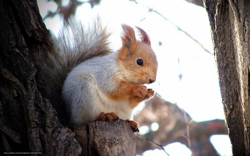 squirrel eating on tree branch