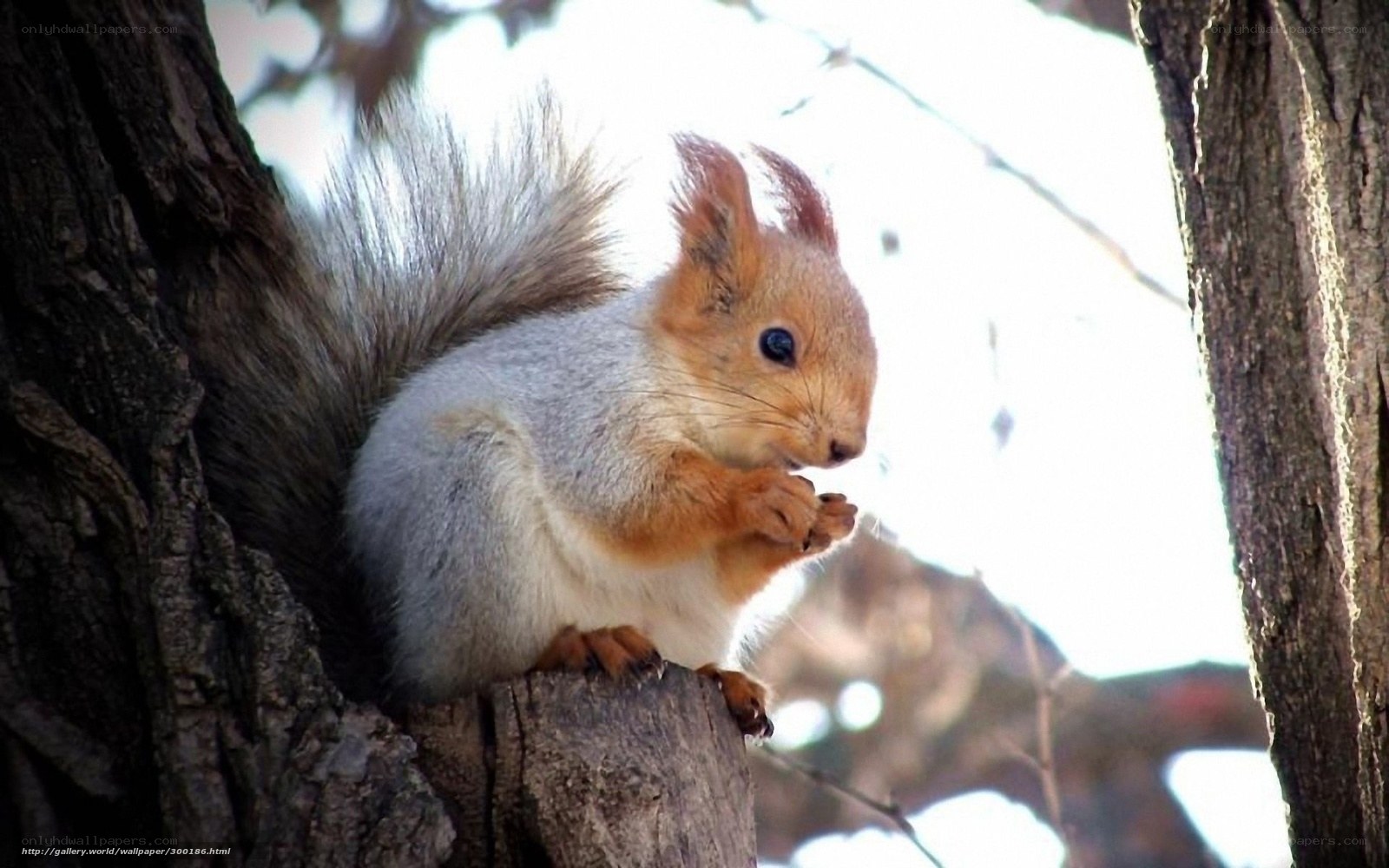 squirrel eating on tree branch