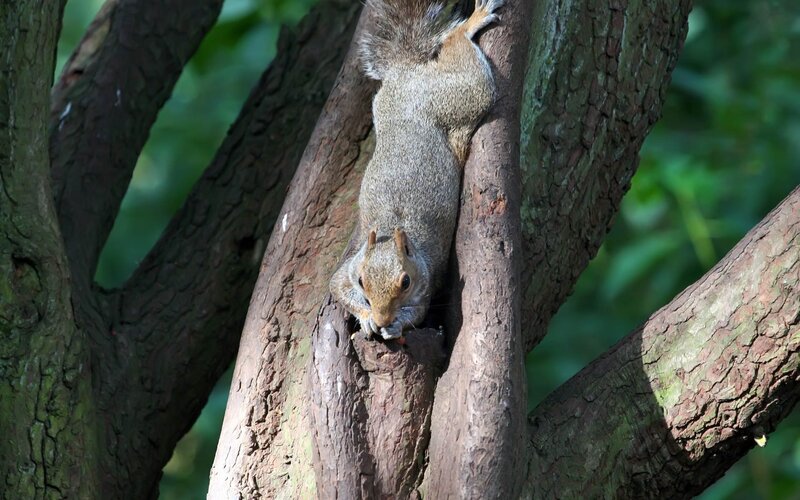 squirrel eating on tree