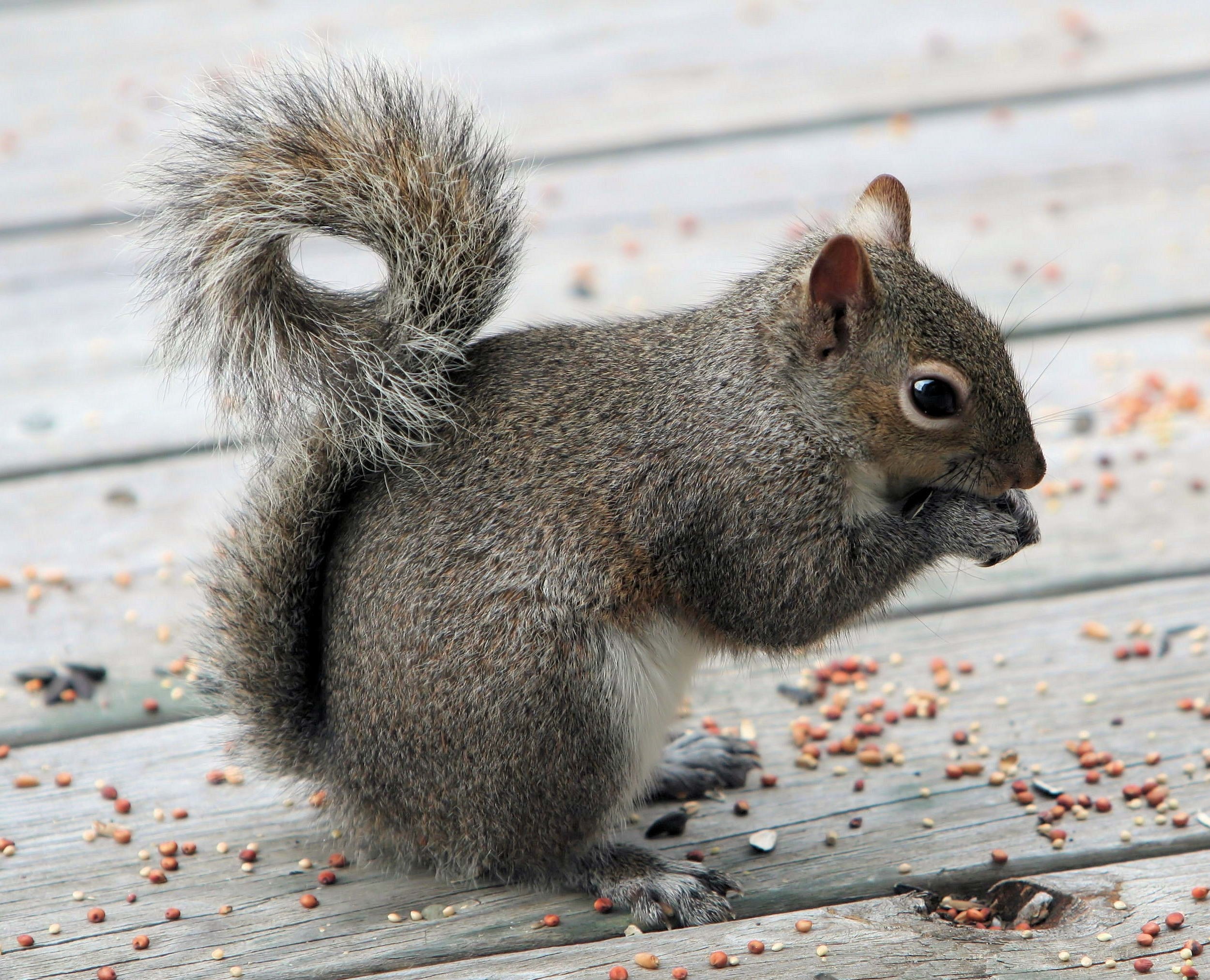 squirrel eating on wooden deck