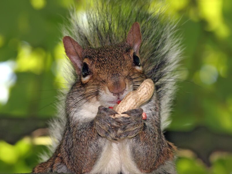 squirrel eating peanut