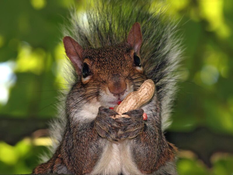 squirrel eating peanut