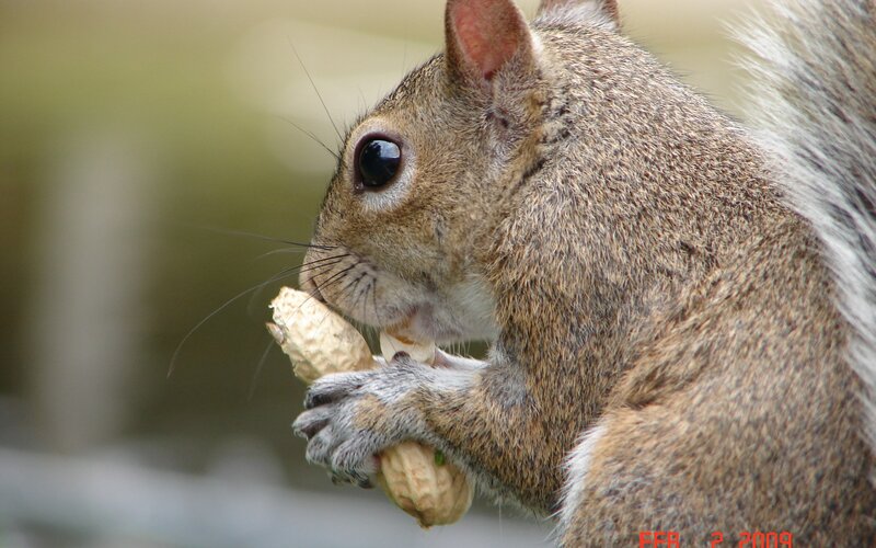 squirrel eating peanut