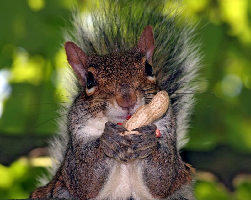 Squirrel Eating Peanut — Brown, Calm