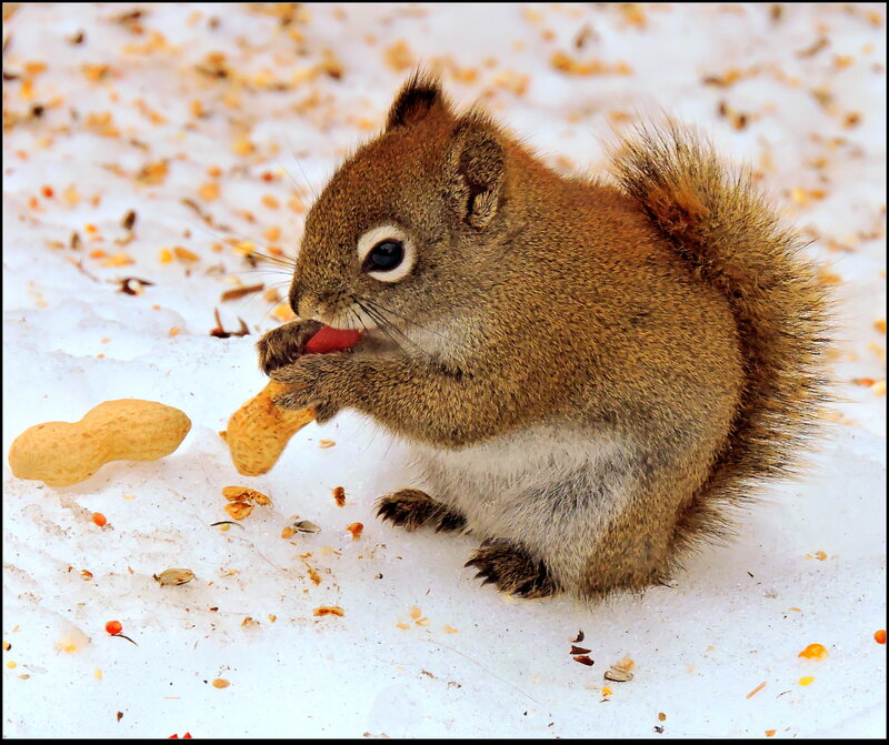 Squirrel Eating Peanut — Brown, Calm, Winter