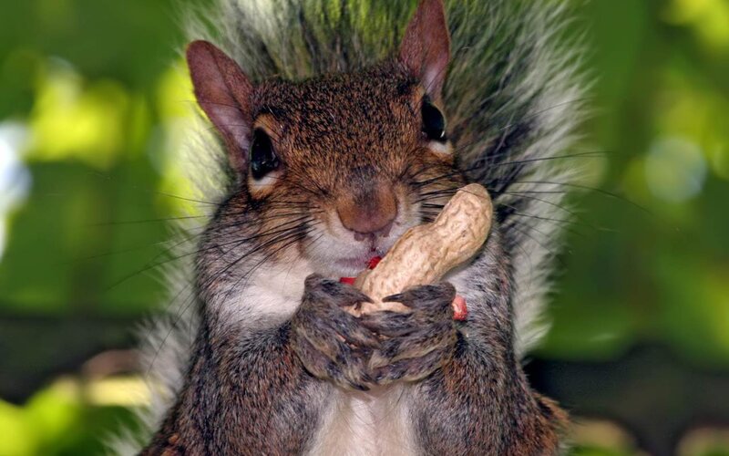 Squirrel Eating Peanut — Brown, Natural, Afternoon
