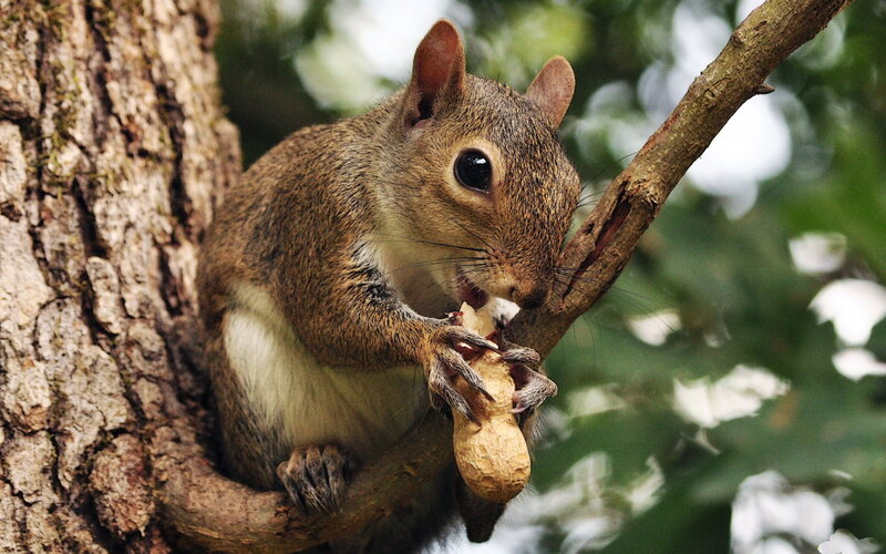 Squirrel Eating Peanut — Brown, Natural