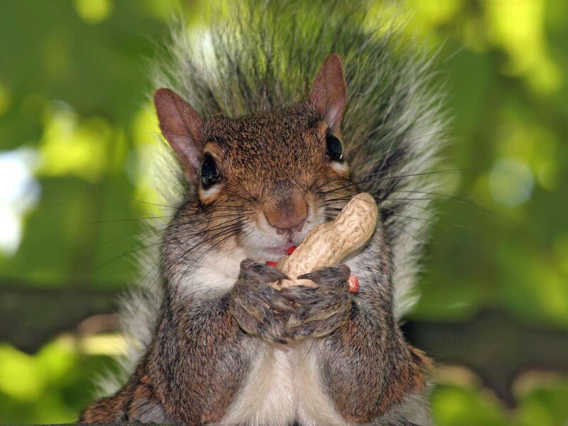 Squirrel Eating Peanut — Brown