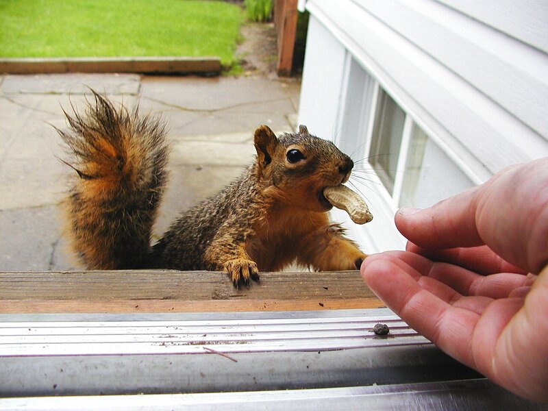 Squirrel eating peanut from hand