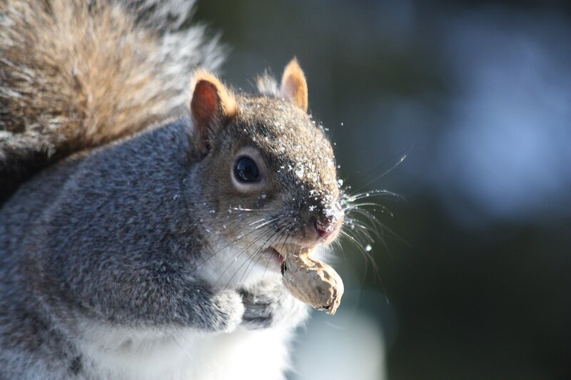 Squirrel Eating Peanut — Gray