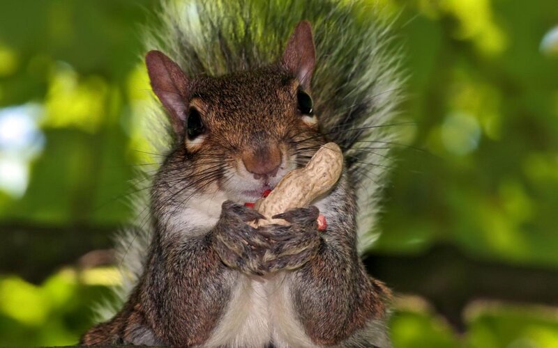 Squirrel Eating Peanut — Green