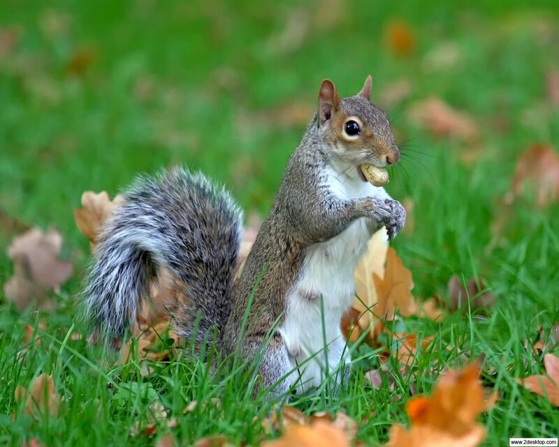 squirrel eating peanut in grass