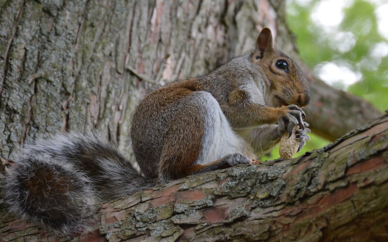 squirrel eating peanut on tree