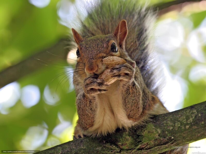 squirrel eating peanut