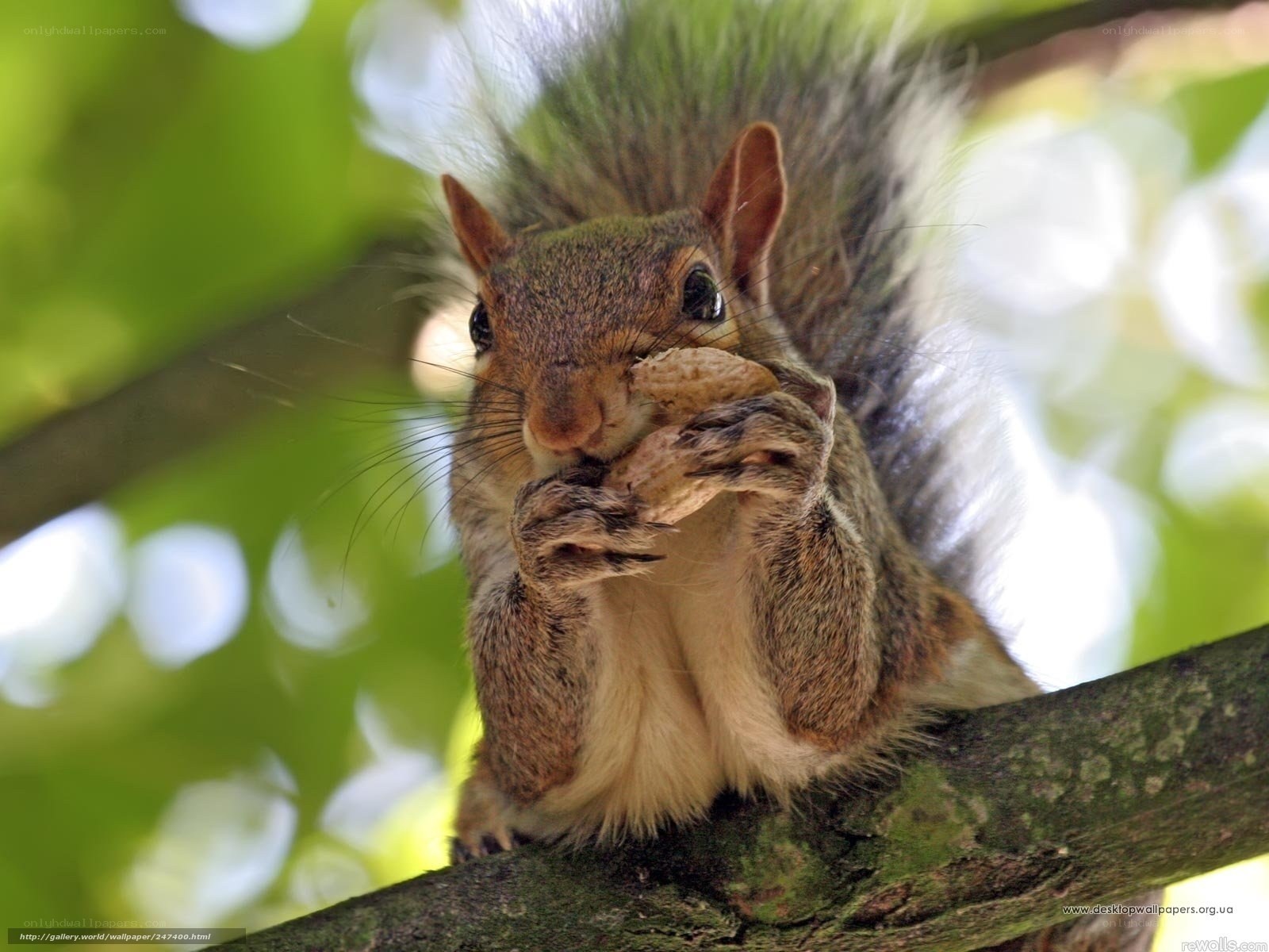 squirrel eating peanut