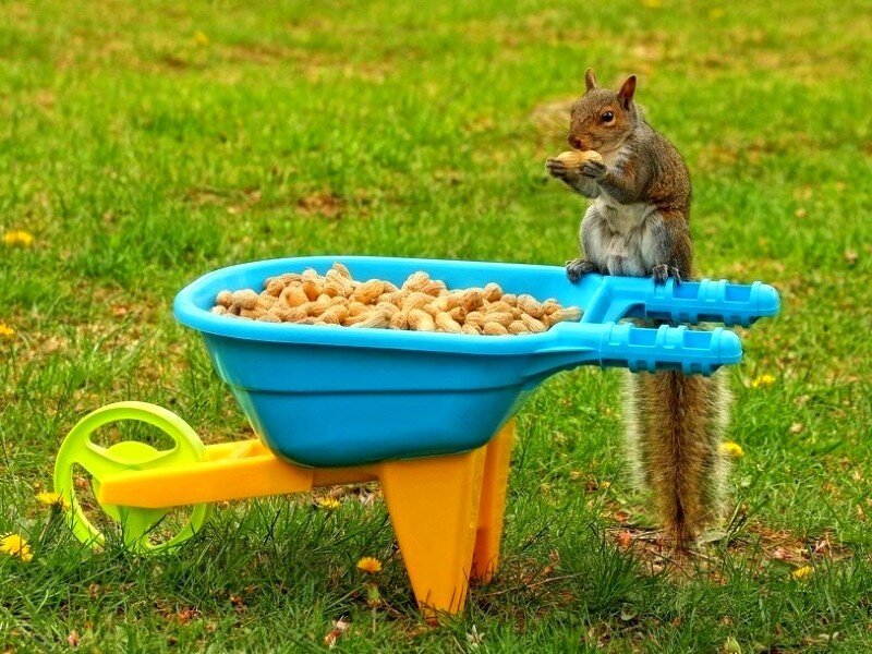 Squirrel eating peanuts from toy wheelbarrow