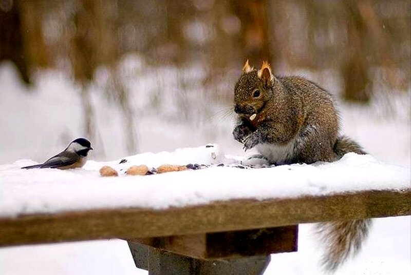 Squirrel eating peanuts in snow