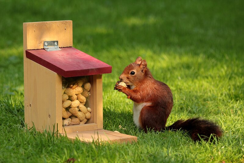 Squirrel eating peanuts
