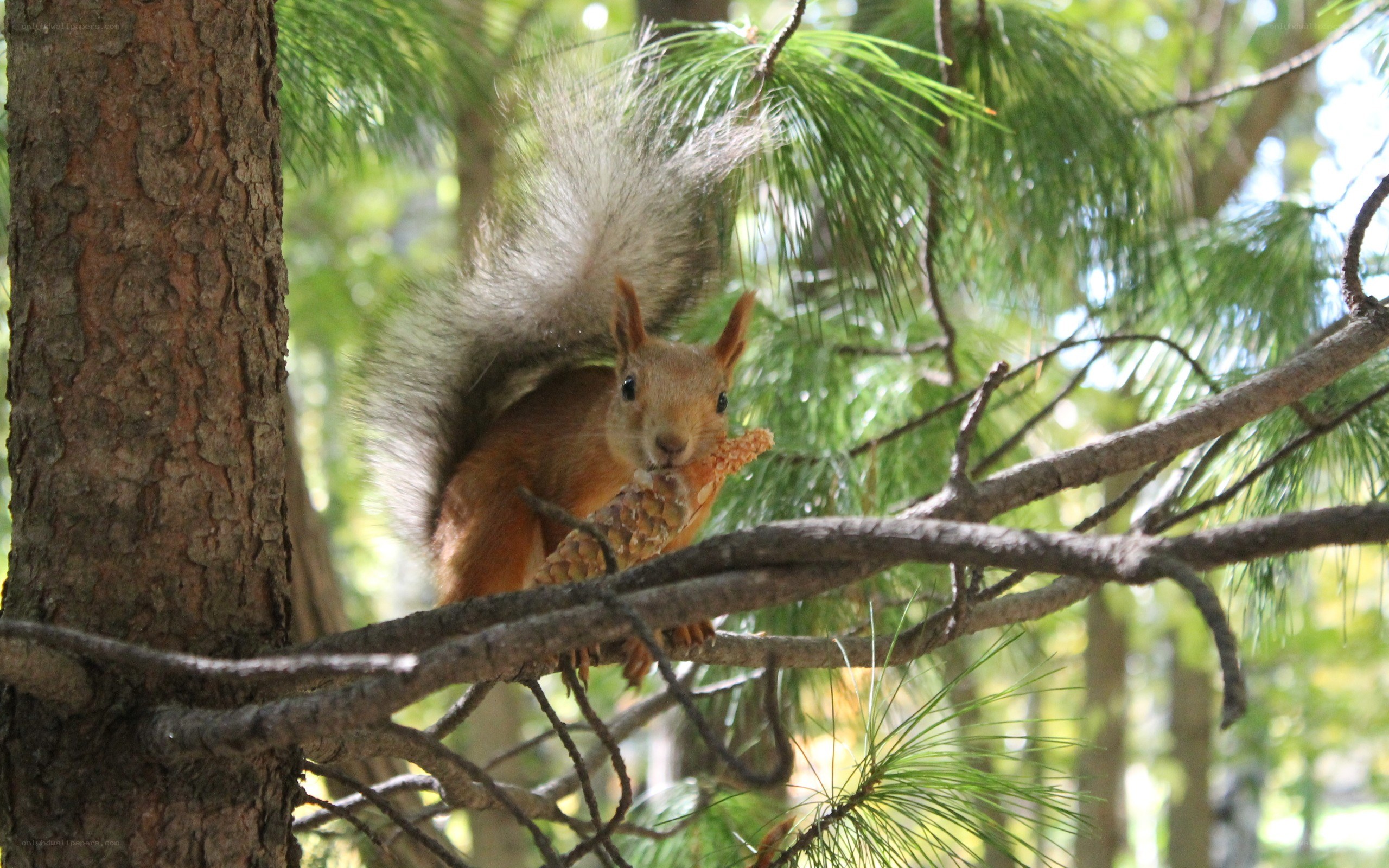 Squirrel eating pine cone