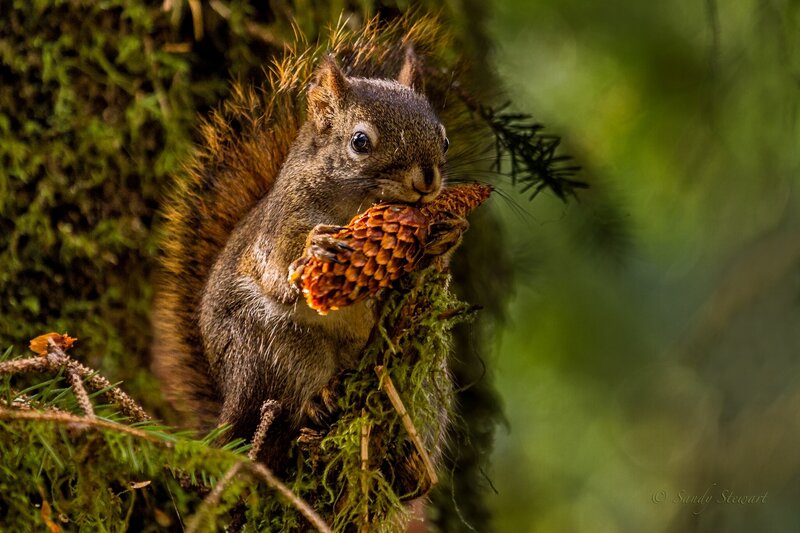 Squirrel Eating Pinecone — Green