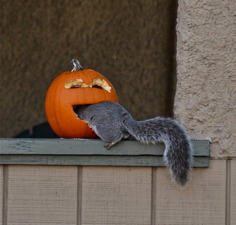 Squirrel Eating Pumpkin — Orange