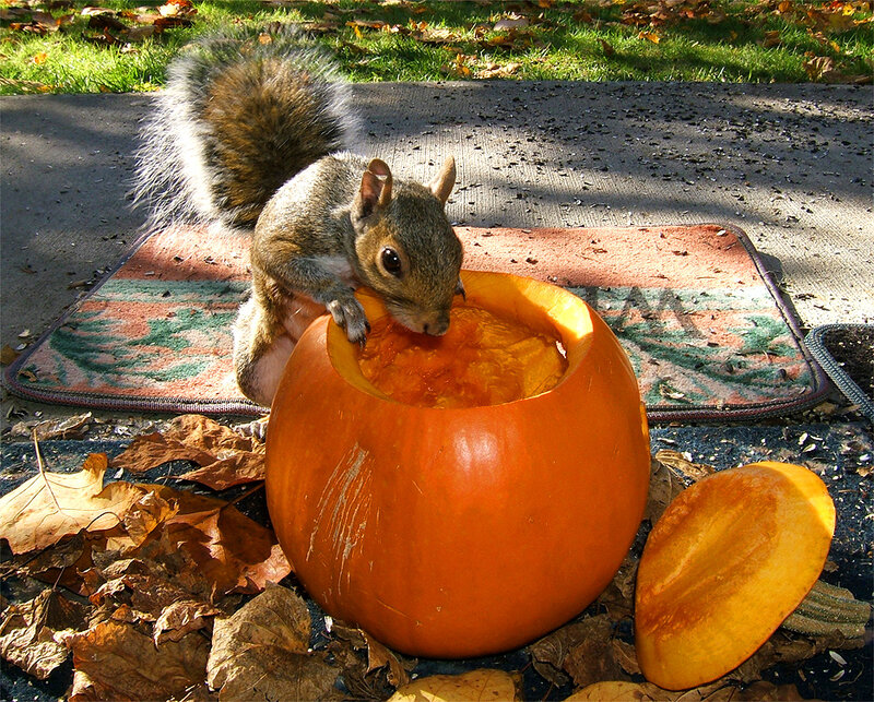 Squirrel Eating Pumpkin