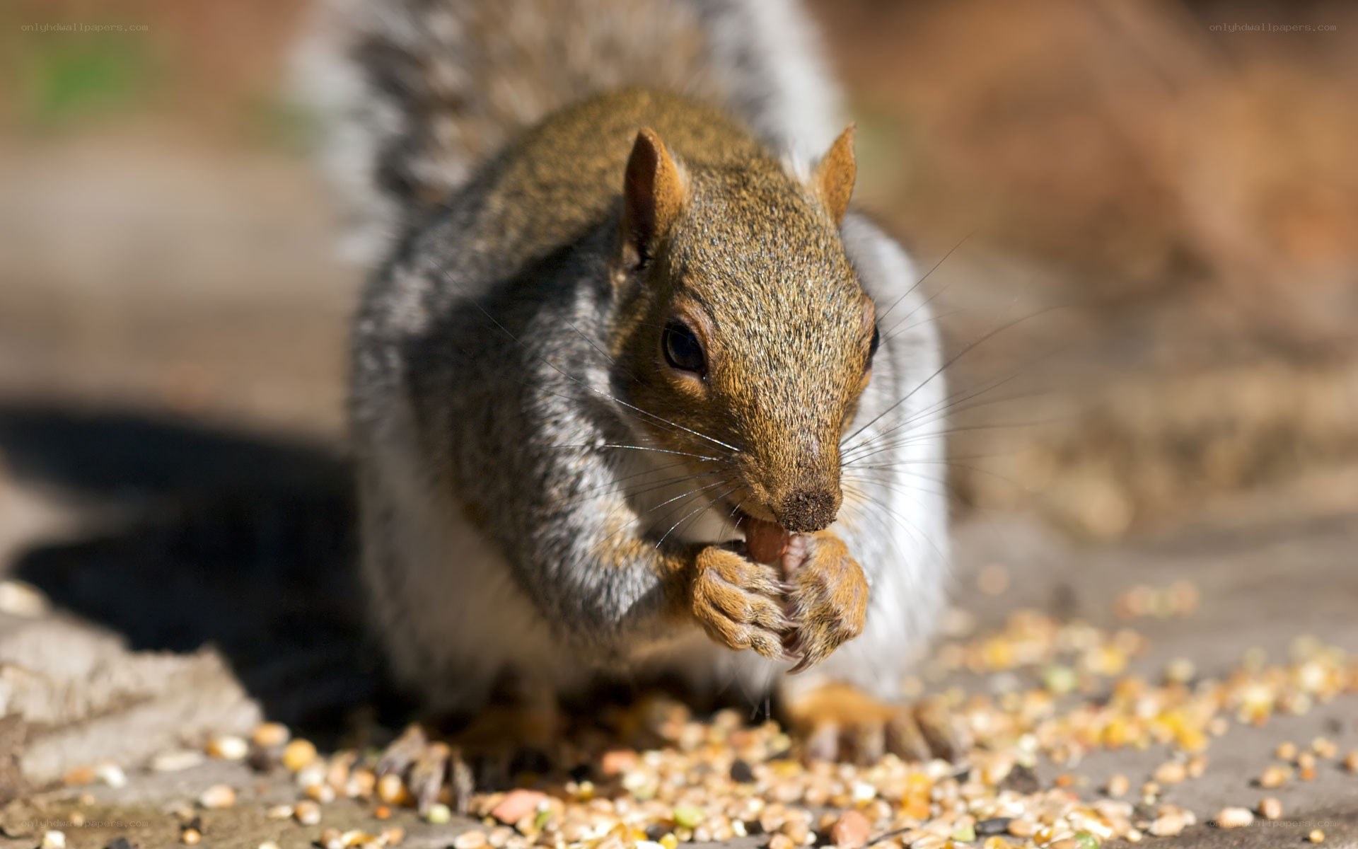squirrel eating seeds