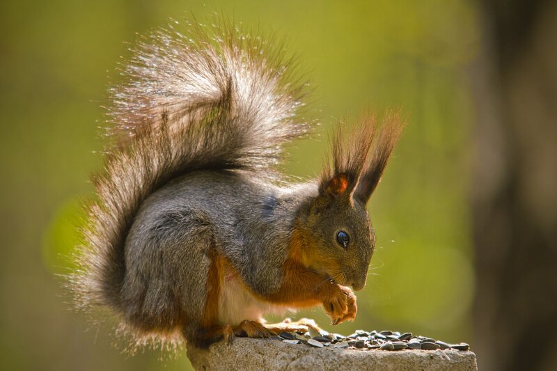 Squirrel eating seeds