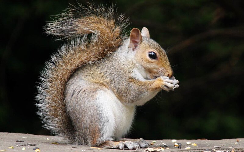 squirrel eating seeds