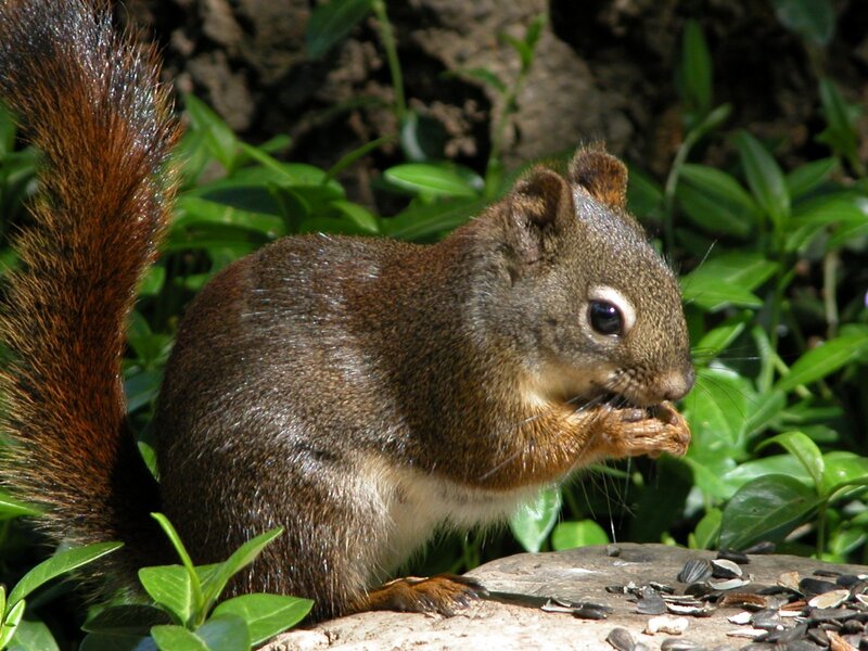 Squirrel Eating Seeds — Brown, Calm, Afternoon