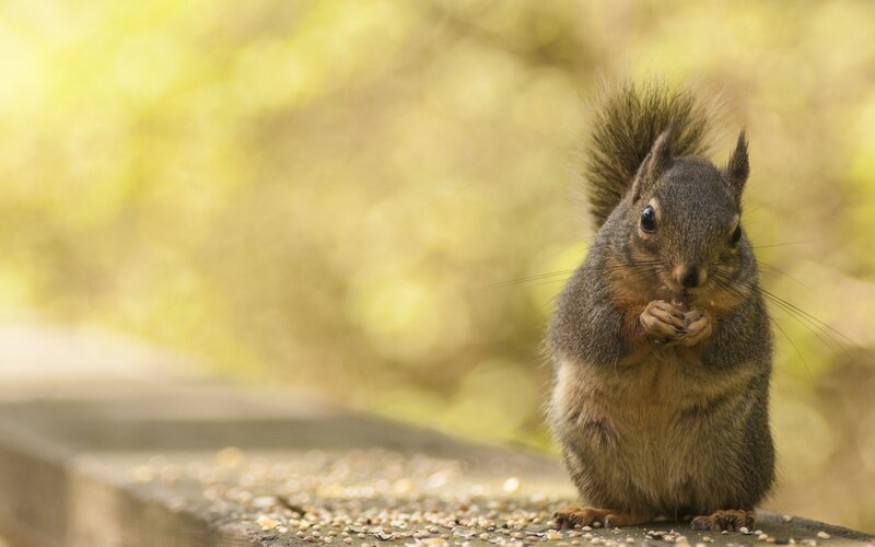 Squirrel Eating Seeds — Brown, Calm, Autumn