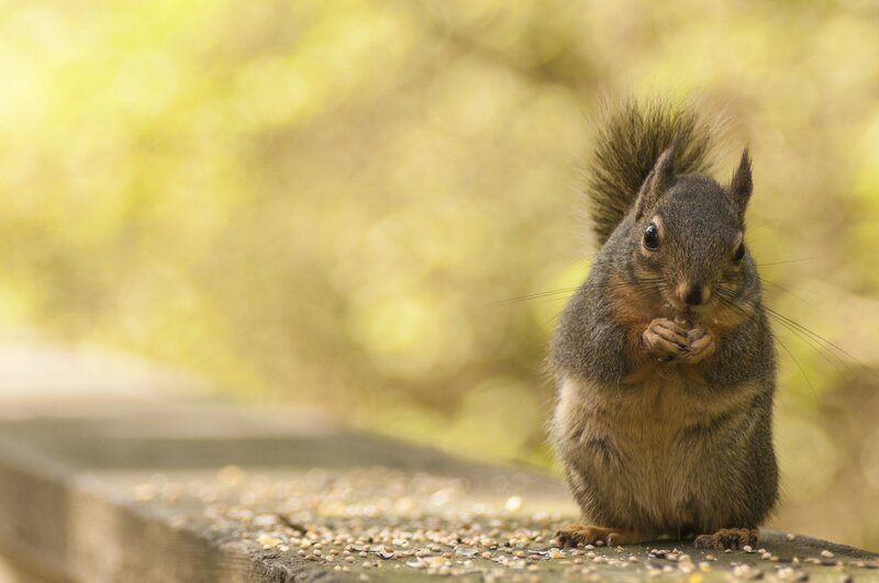 Squirrel Eating Seeds — Brown, Calm
