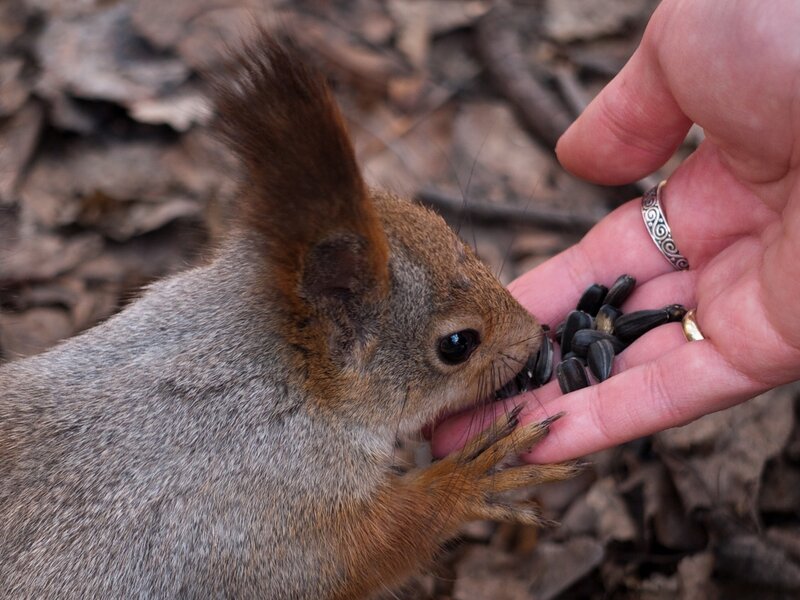 Squirrel Eating Seeds — Brown