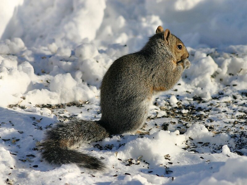 Squirrel Eating Seeds — Gray
