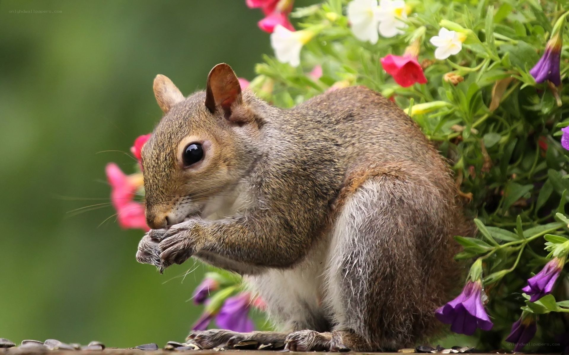 Squirrel eating seeds in flowers