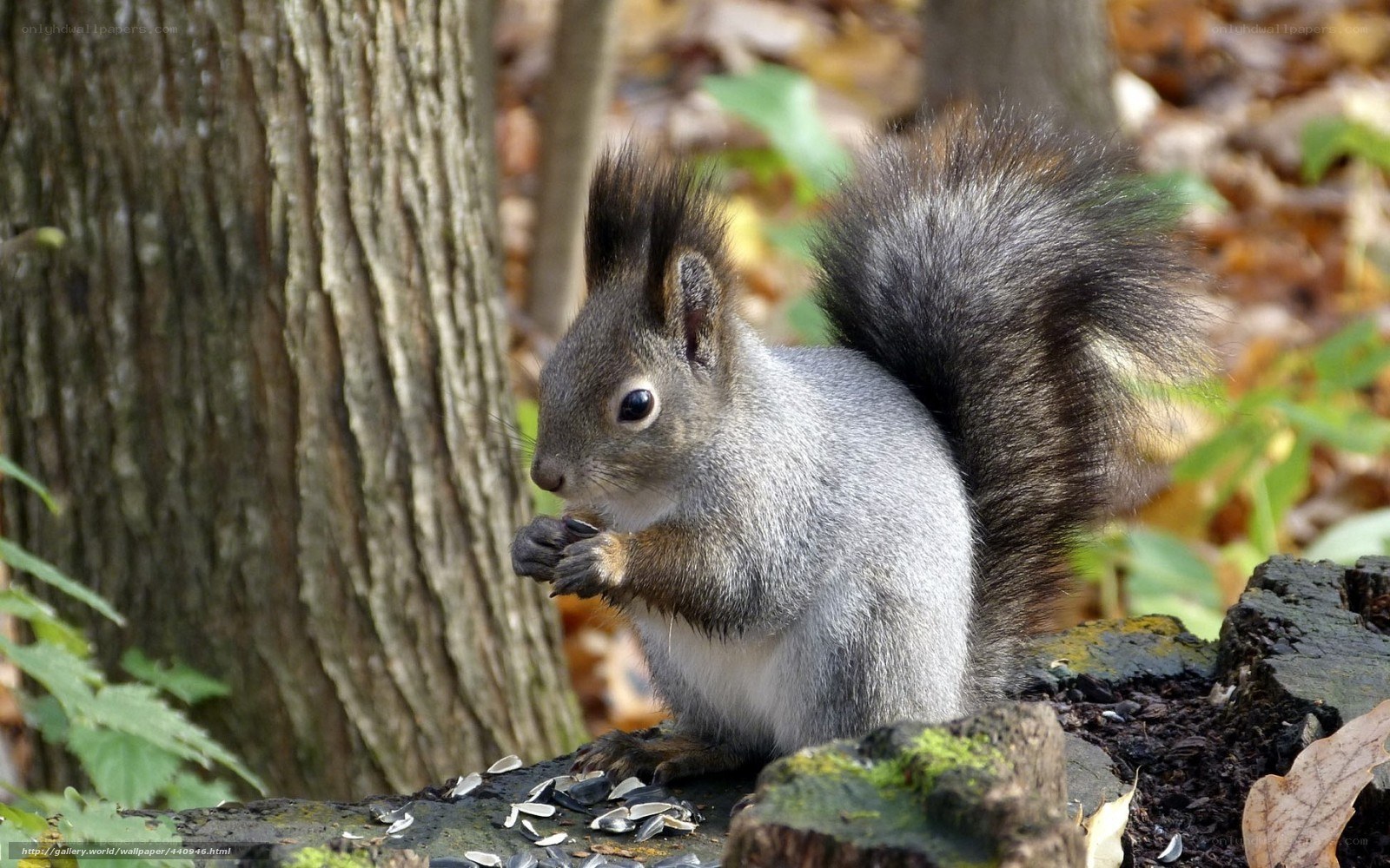 squirrel eating seeds in forest