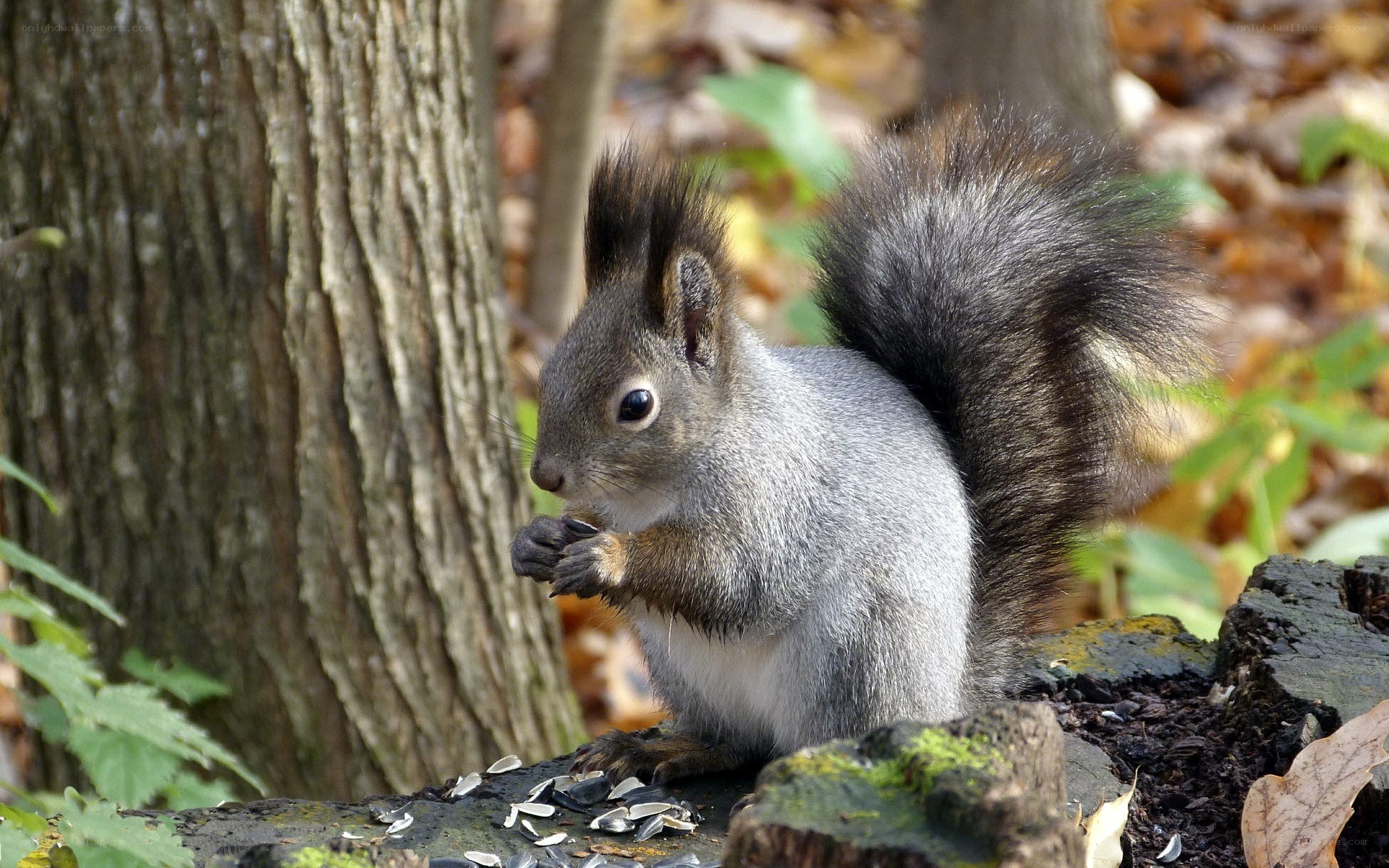 Squirrel eating seeds in forest