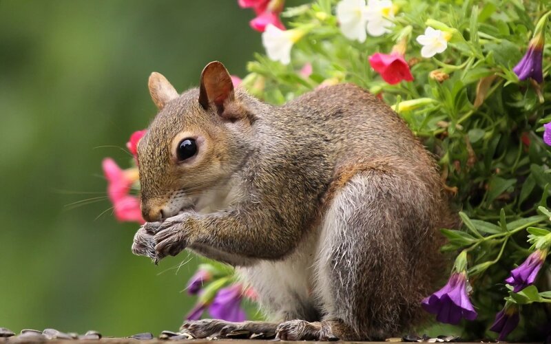 Squirrel eating seeds in garden