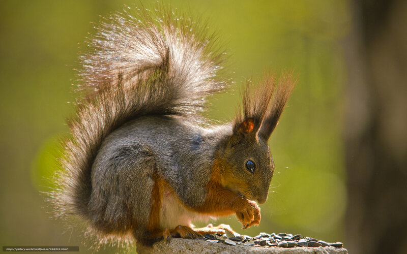 Squirrel eating seeds in sunlight