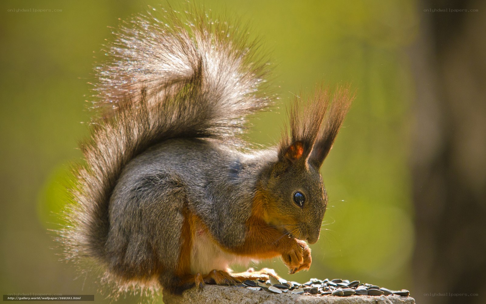 Squirrel eating seeds in sunlight
