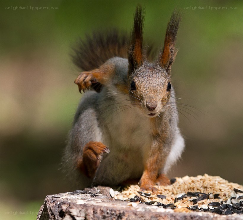 Squirrel eating seeds on a log