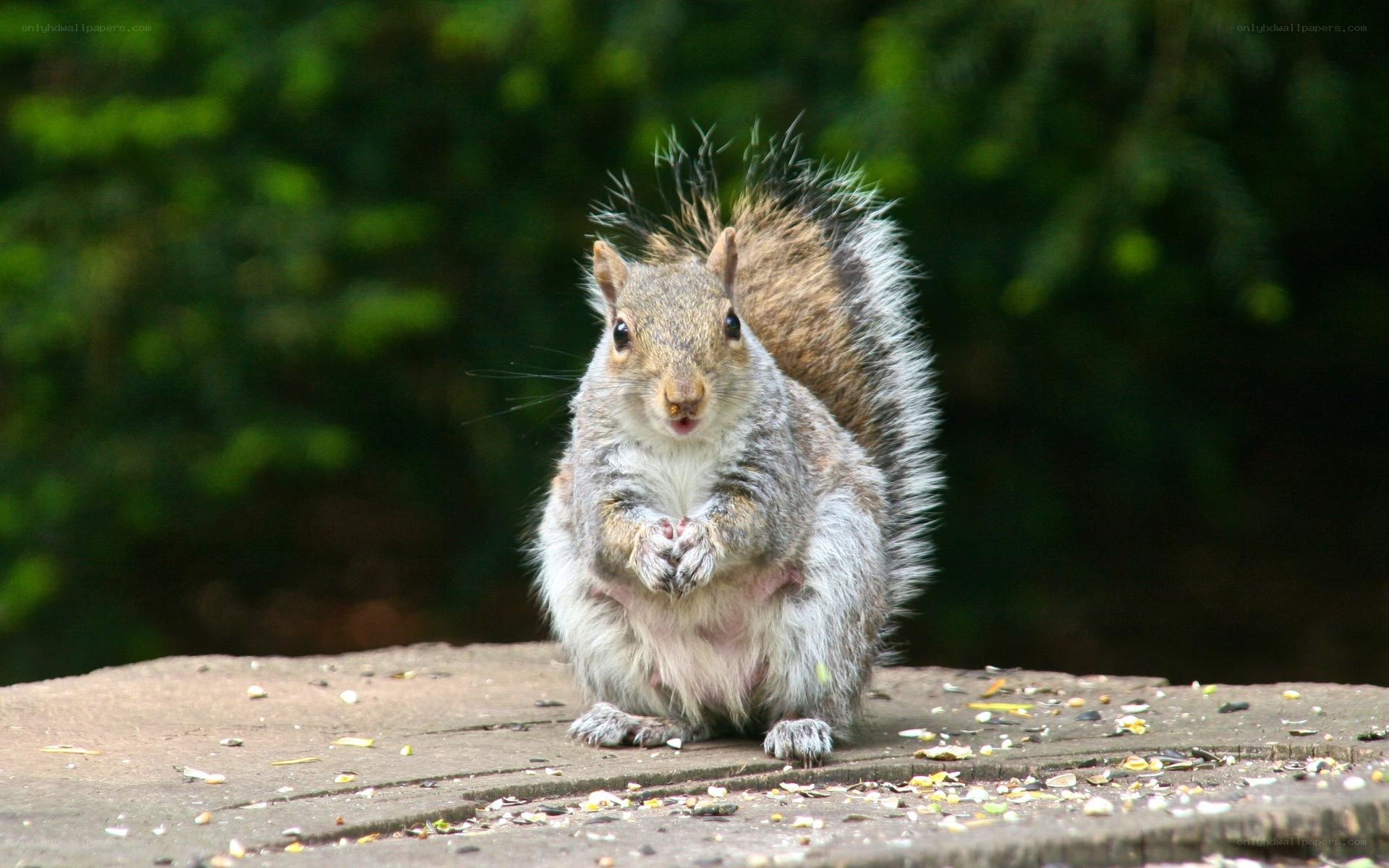 squirrel eating seeds on a log