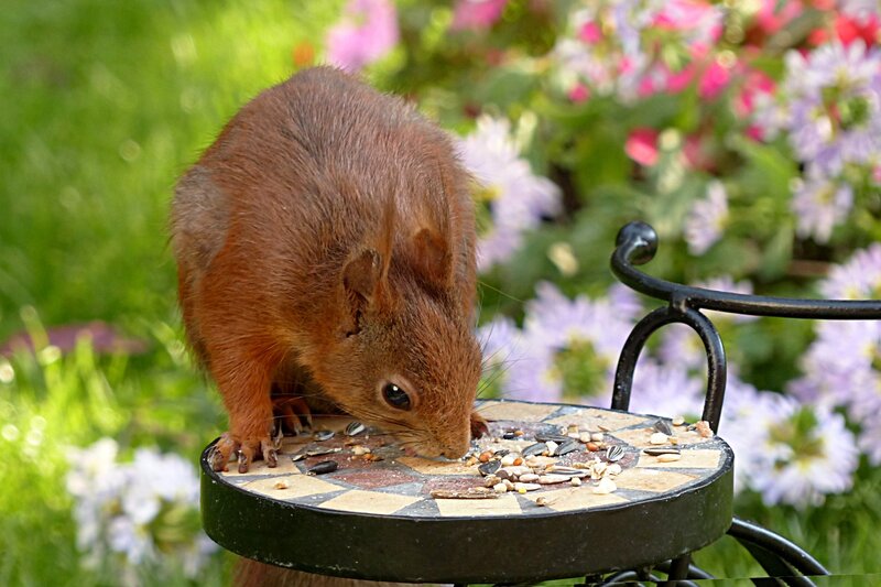 squirrel eating seeds on a table