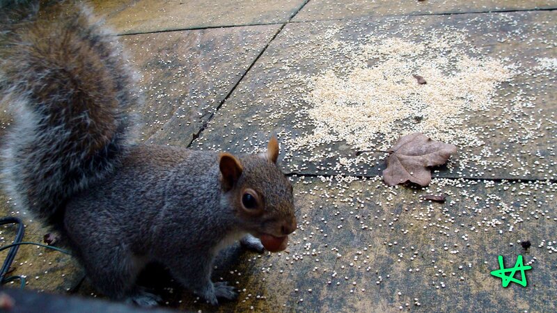 squirrel eating seeds on pavement