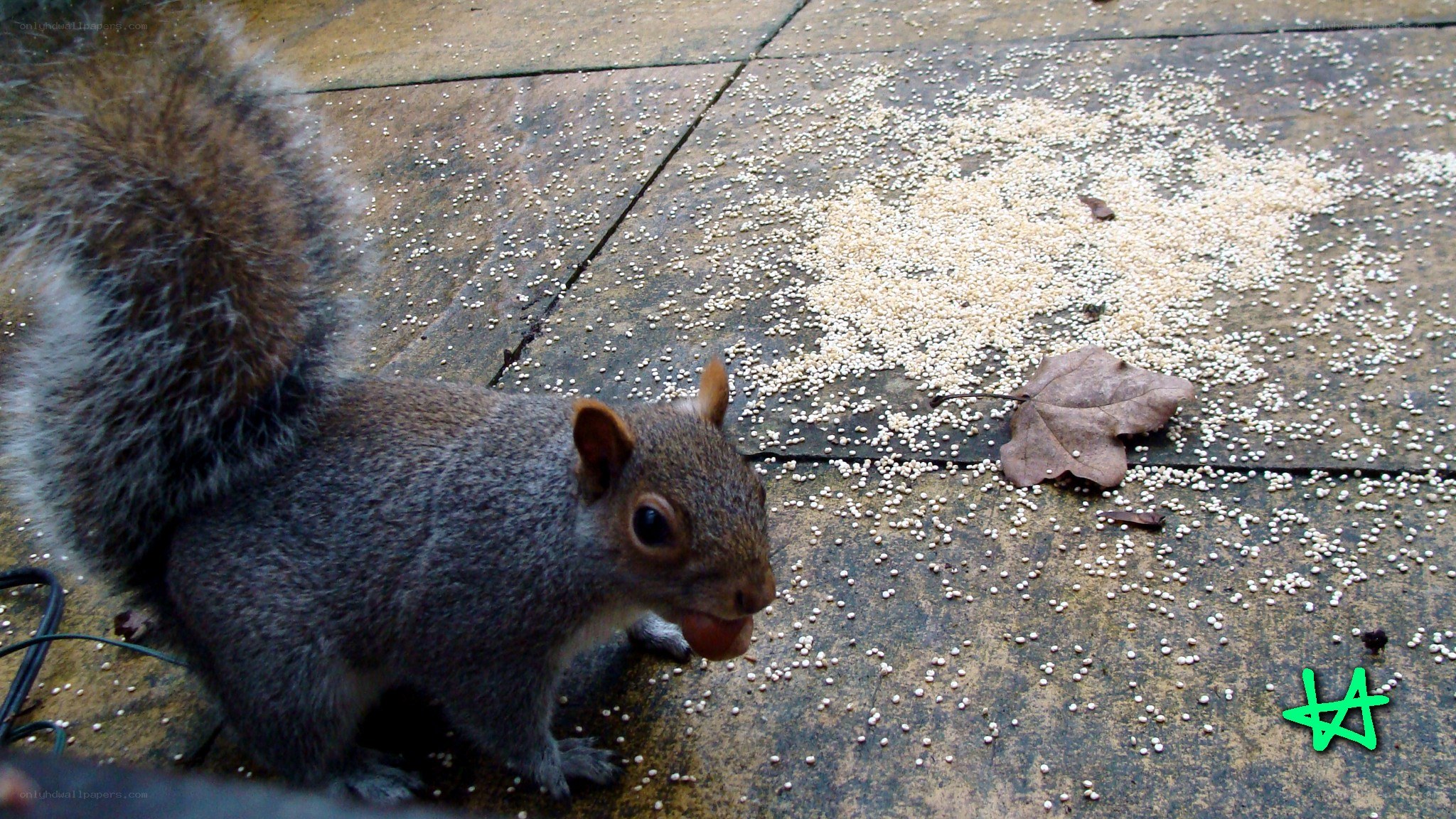 squirrel eating seeds on pavement