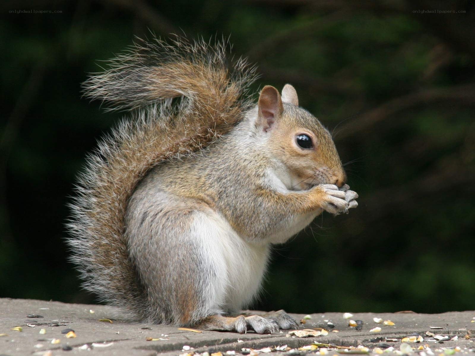 squirrel eating seeds